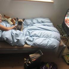 Fransk bulldog Karla