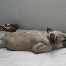 Fransk bulldog Karla