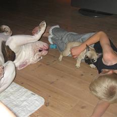 Fransk bulldog Karla