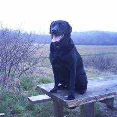 Blanding af racer rocco