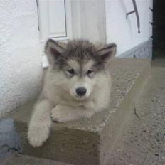 Alaskan malamute balto solgt