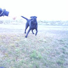 Blanding af racer rocco