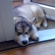 Alaskan malamute balto solgt