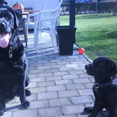 Blanding af racer rocco