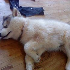 Alaskan malamute balto solgt