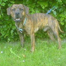 Blanding af racer Mario R.I.P :´(