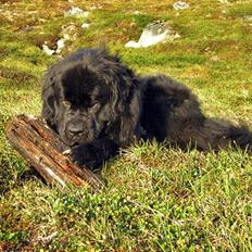 Newfoundlænder Samson