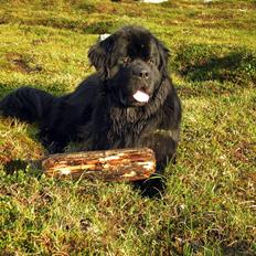 Newfoundlænder Samson