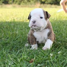 Olde english bulldogge bullgaards Thunder