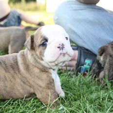 Olde english bulldogge bullgaards Thunder