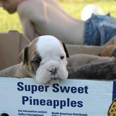 Olde english bulldogge bullgaards Thunder