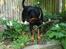 Rottweiler Nalah