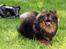 Pomeranian Echo