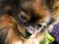 Pomeranian Echo