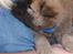 Eurasier Kærlundegårds Uno Jackson - Duu Mia? Jeg vil gerne være din hund... Jeg glæder mig til at komme hjem til jer!!!!!!