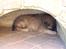 Eurasier Kærlundegårds Uno Jackson - ZzZzZzZzZzZzZzZzZzZzZzZzZz vuf vuf vuf