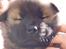 Eurasier Kærlundegårds Uno Jackson - Skal lige øve mig lidt på at få vandet ud af næsen FY FØJ en bussemand AaAdDd