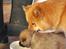 Eurasier Kærlundegårds Uno Jackson - "Fy fy skamme Jackson, Det ved du godt at du ikke må gøre ikke?" Jo mor det ved jeg godt...