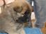 Eurasier Kærlundegårds Uno Jackson - Uhh Tør jeg nu godt at hoppe ned?. Er du sikker på at det ikke er farligt?... Nej bær mig lige ikke?