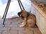 Eurasier Kærlundegårds Uno Jackson - uuuhh lige der bag ørerne vuf vuf vuf vuf vuf vuf vuf vuf