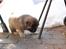 Eurasier Kærlundegårds Uno Jackson - Anita? Hvornår  skal vi have grilmad igen?