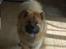 Eurasier Kærlundegårds Uno Jackson - Smil til fotografen!