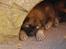 Eurasier Kærlundegårds Uno Jackson - Kommero g underholder med min charme lige om lidt....... ZzZzZzZzZ......