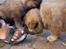 Eurasier Kærlundegårds Uno Jackson - Hov hvem der? Mon en indbrudstyv?