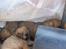 Eurasier Kærlundegårds Uno Jackson - Sover lige lidt hos søskende