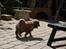 Eurasier Kærlundegårds Uno Jackson - I´M GOING HOME!!!!!!!!!!!!!!!!!!!!!!!!!!!!!!!!!!!!!!!!!!!!!!!!!!!!!!!!!!!!!!!!!!!!!!!!!!!!!!!!!!!!!!!!!!!!!!!!!!!!!!!!!!!!!!!!!!!!!!!!!!!!!!!!!!!!!!!!!!!!!!!!!!!!!!!!!!!!!!!!!!!!!!!!!!!!!!!!!!!!!!!!!!!!!!!!!!!!!!!!!!!!!!!!!!!!!!!!!!!!!!!!!!!!!!!!!!!!