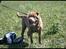 Shar pei Smilla