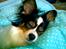 Papillon Coco