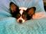 Papillon Coco