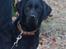 Labrador retriever Bella - Hvor er mor?