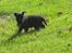 Cairn terrier Thea - årh en kæmpe græss plæne