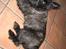 Cairn terrier Thea