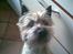 Cairn terrier Frida (r.i.p) - hehe jeg ser stor ud her fra:)