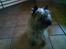 Cairn terrier Frida (r.i.p) - skal jeg ikk snart klippes??