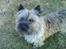 Cairn terrier Frida (r.i.p)