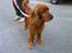 Cocker spaniel magnus - Magnus med den nye snor som jeg har købt til ham idag. mette er fotograf.. -  2009