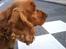 Cocker spaniel magnus - Magnus hvad har du fået øje på og mette er fortograf. - 2009
