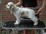 Cocker spaniel Minus