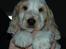 Cocker spaniel Minus
