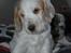 Cocker spaniel Minus