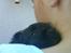 Cairn terrier Thea - baby miiig