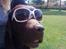 Labrador retriever Luna (Vita) - Smarte Luna med solbriller på ;)