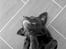 Labrador retriever Luna (Vita) - SMIL !!!