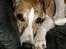 Whippet Cilla