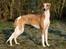 Whippet Cilla