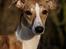 Whippet Cilla
